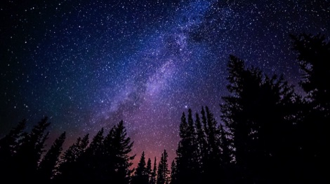 Starry sky with pine trees